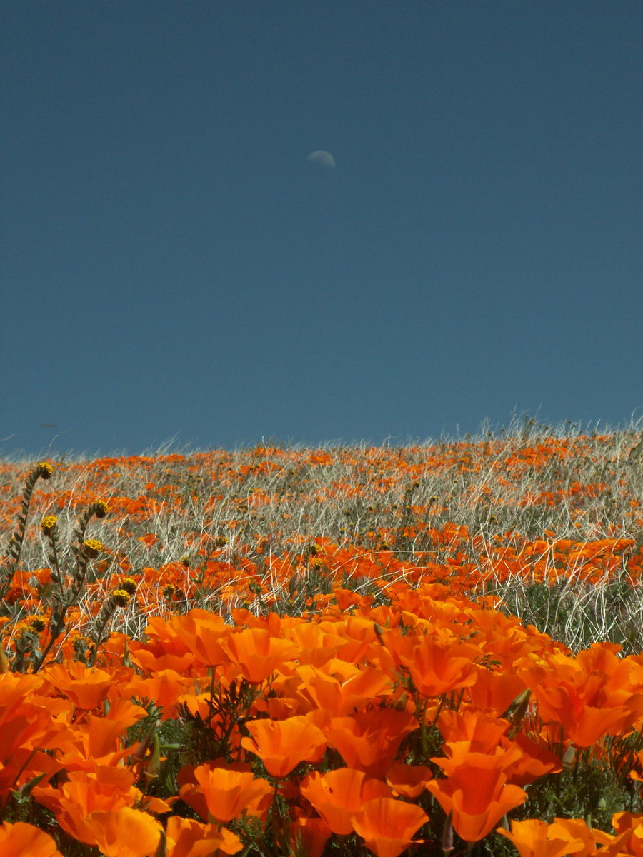 Photograph of poppies with the moon rising behind them