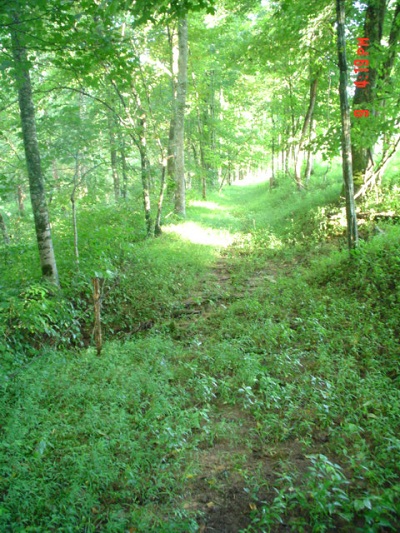 Skaggs Trace on Everett Renner Farm in Rockcastle Co. KY
